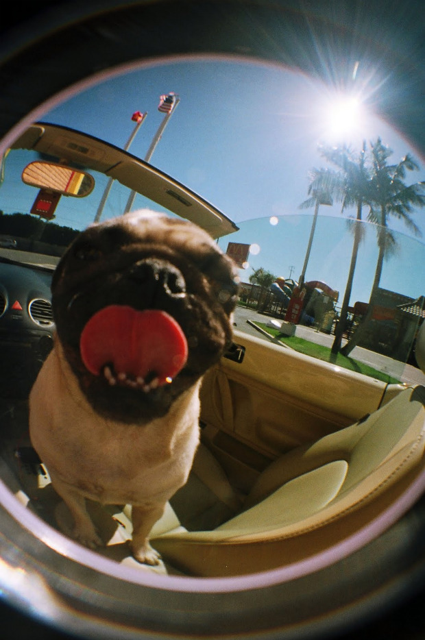 FisheyePSG2 Lomo Pug