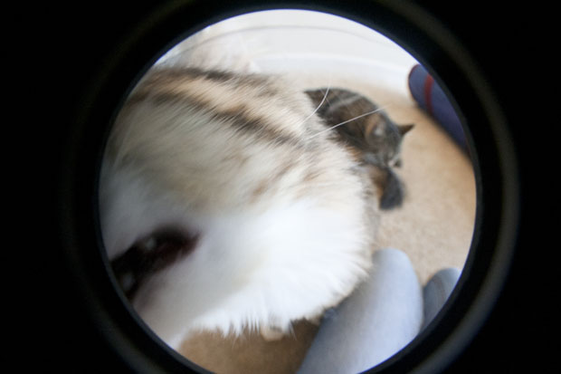 Kitty Mark Outake Gizmo mark