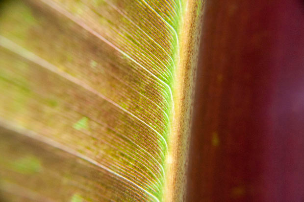 LeafMacro-1