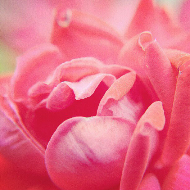 Pink Flower Pink Flower Instagram