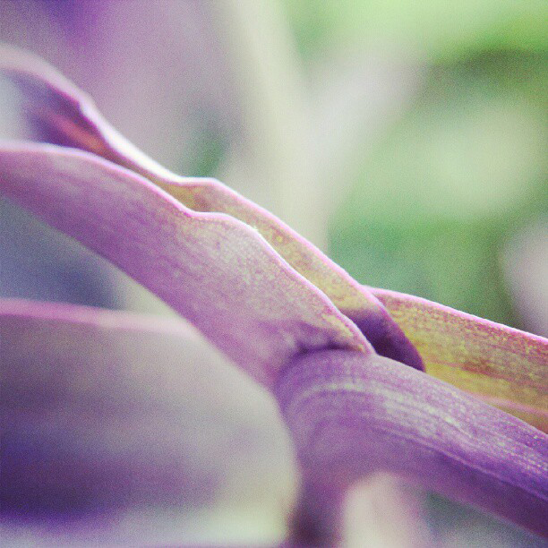 Purple Flower Purple Flower Insta